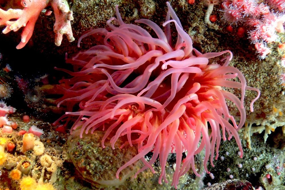A group of creatures known as cnidarians, which includes sea anemones, are the only animals that inject venom via sting cells.