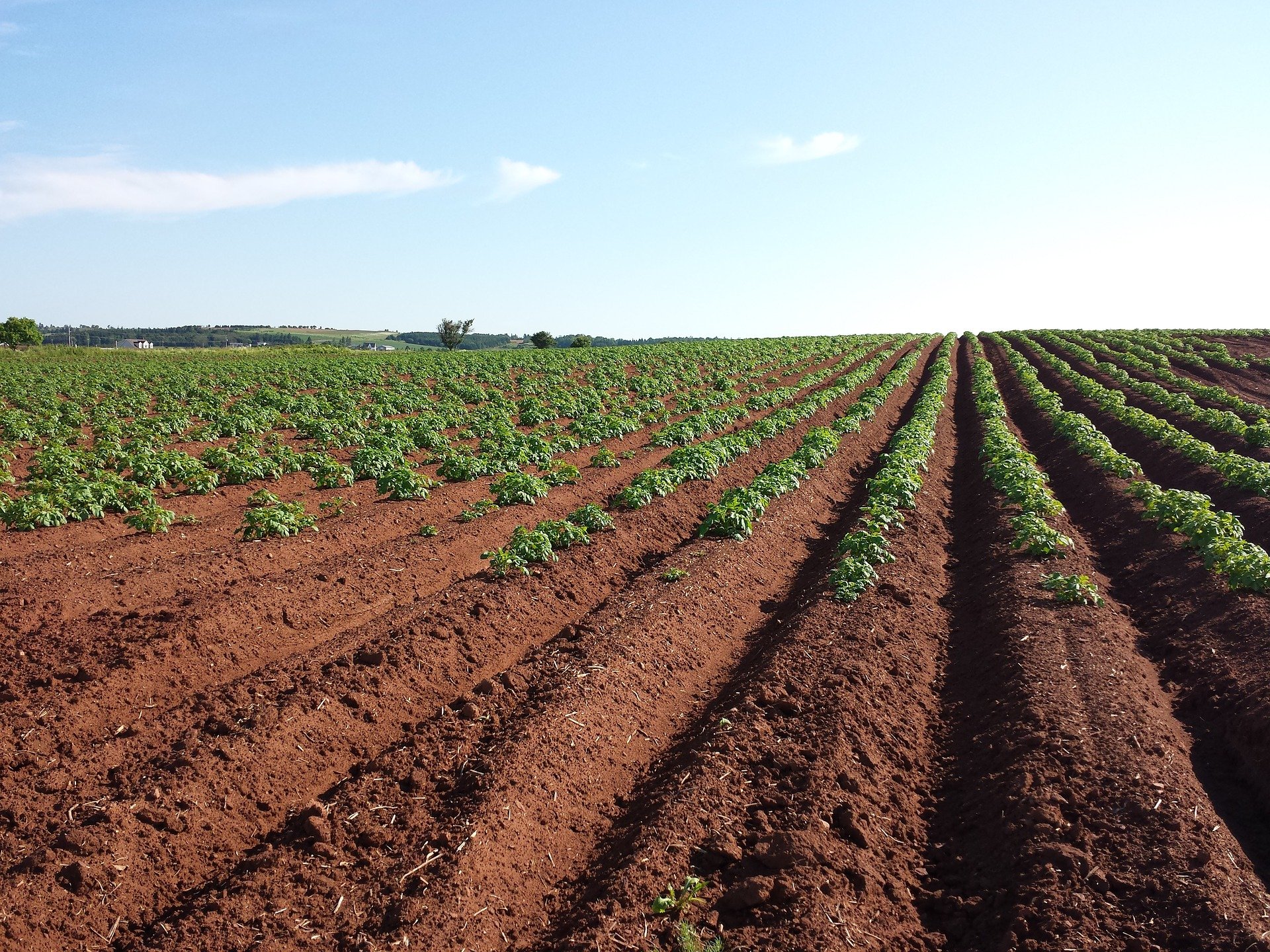 As more food than ever is being grown, it is important to find ways to promote and maintain soil quality.
