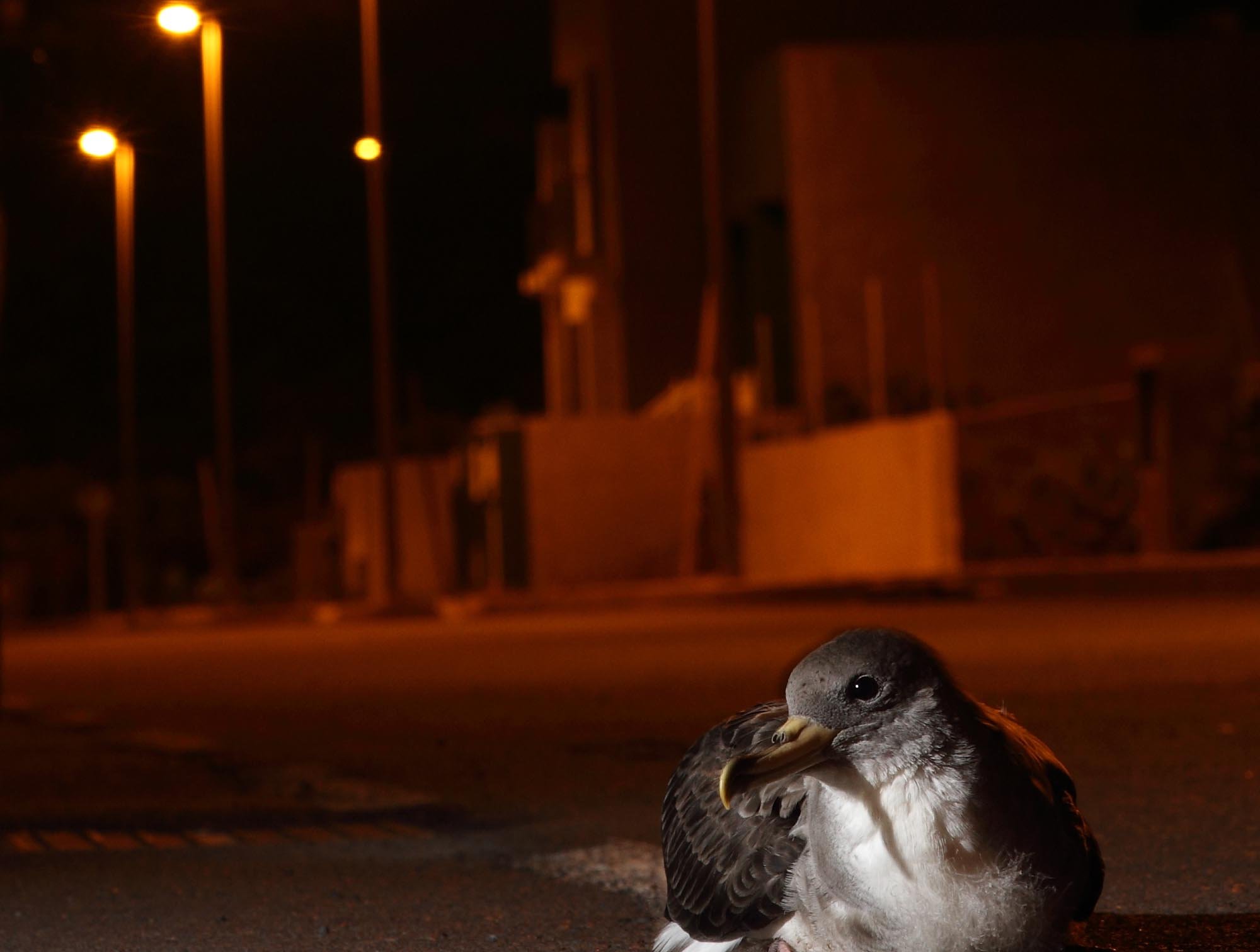 Light pollution can be problematic for animals like the Cory's shearwater.