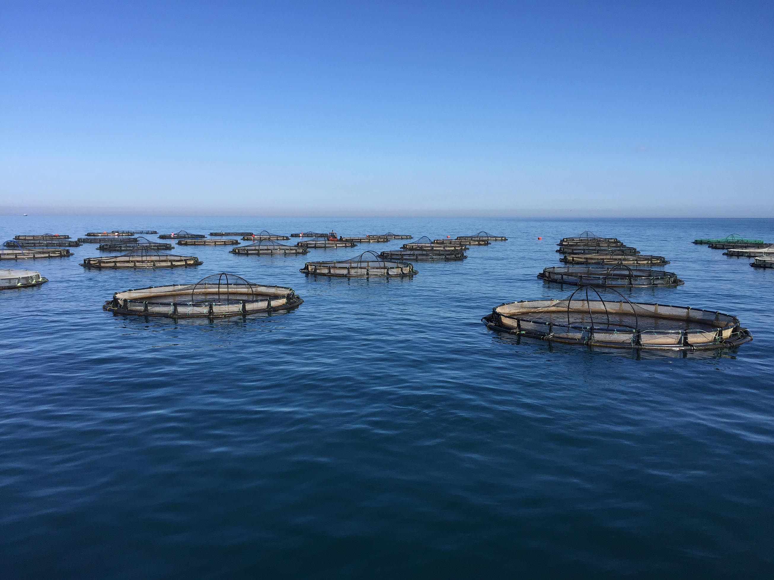 Aquaculture and fish farms must adapt to the changing sea conditions of climate change.