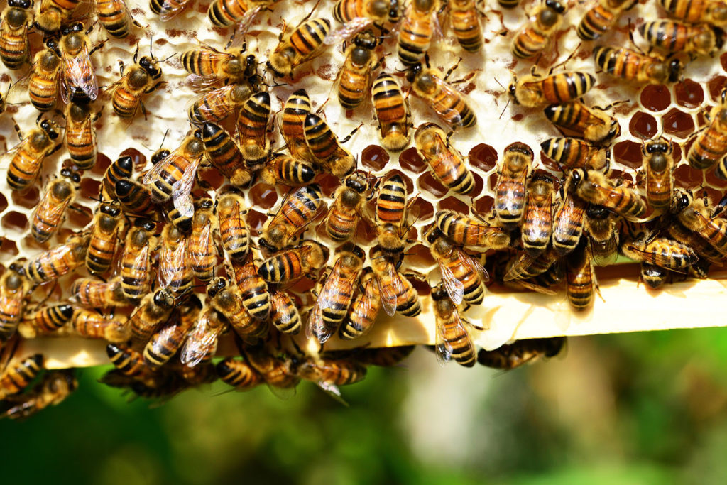 New technologies are being developed to protect beehives from theft, parasites and illnesses without the use of chemicals.