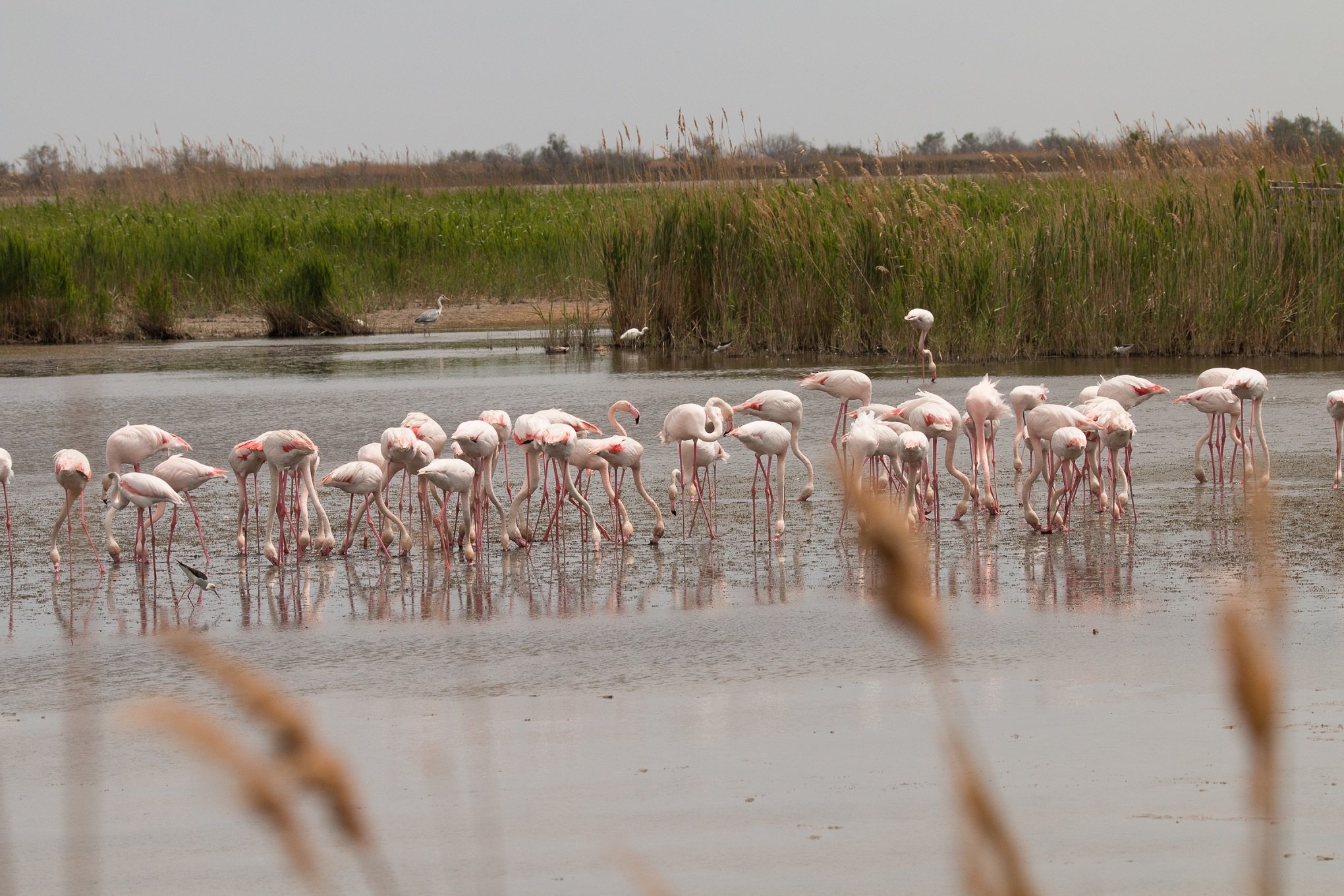 Satellite data can show environmental shifts in protected areas like the Camargue wetlands, where rising sea levels have a damaging impact.