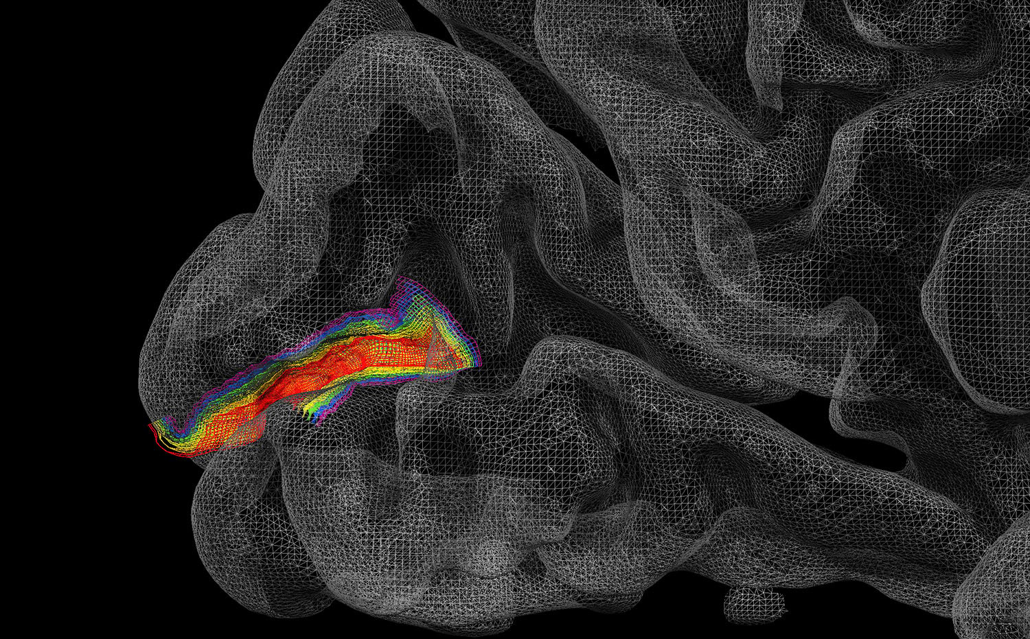 State-of-the-art functional brain imaging techniques allowed Prof. Muckli to investigate the human brain at sub-millimetre resolutions.