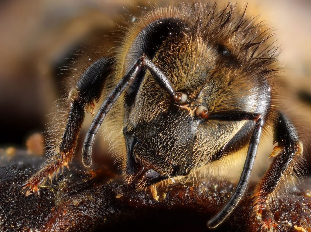 Understanding the way bees and ants communicate might make it easier to protect them in the future.