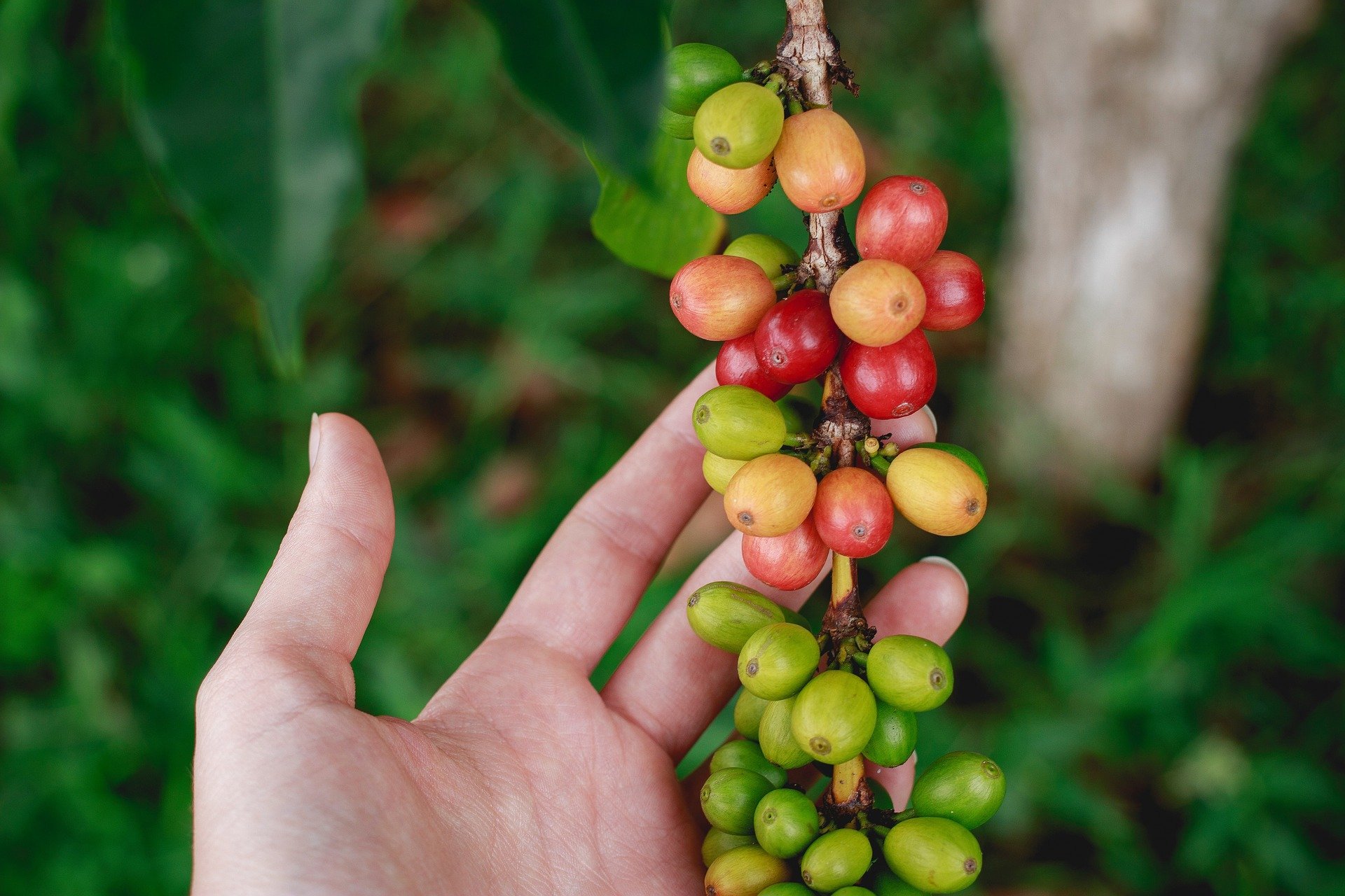 Symbiotic bacteria might have helped coffee plants adapt to climate change in the past.