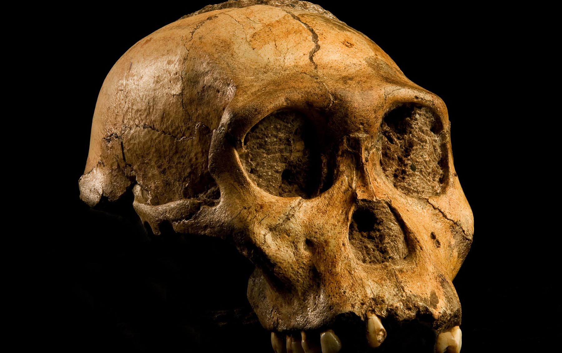 The skull of a Australopithecus sediba, a species of Australopithecines, who were our ancestors and whose brains started to grow two to three million years ago. Image credit - Australopithecus sediba by Brett Eloff, courtesy Profberger and Wits University is licensed under CC BY-SA 4.0