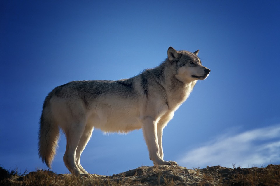 Scientists believe that modern-day dogs originated from two different populations of wolves. Image credit - Pixabay