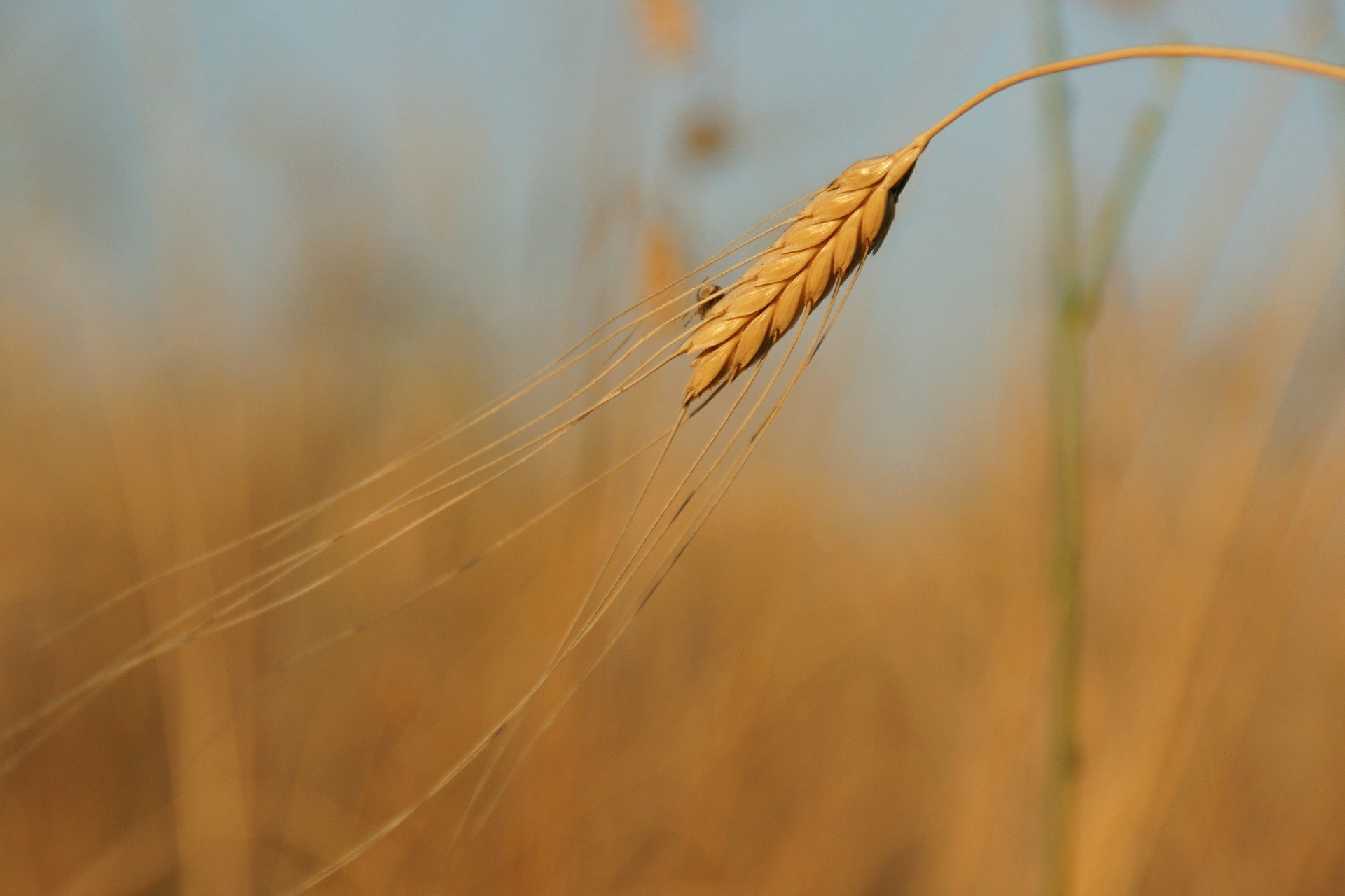 Minor cereals such as einkorn can add to the diversity of our food production.
