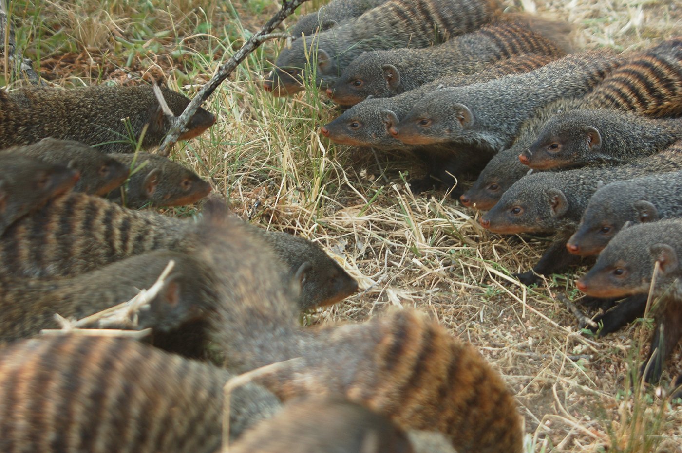 Mongooses, like humans, are among the few mammals that go to war with each another. Image credit - Harry Marshall