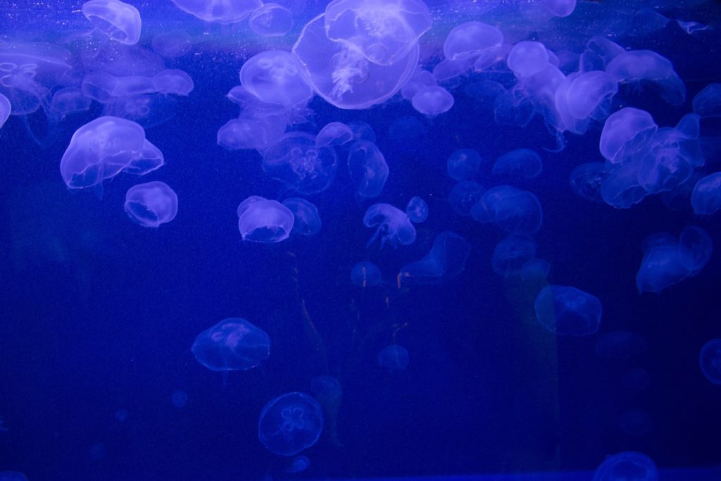 Scientists are exploring how jellyfish could be used as a greater source of food, in medicines and nutraceuticals. Image credit - Pixabay/silverstrike24, licensed under pixabay license