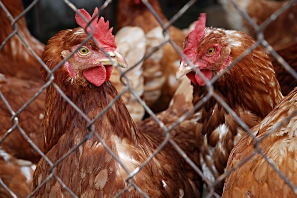 Analysing chicken genetics could help identify which strains are more responsive to a particular microbe. Image credit - Pexels, licensed under the pexels licence