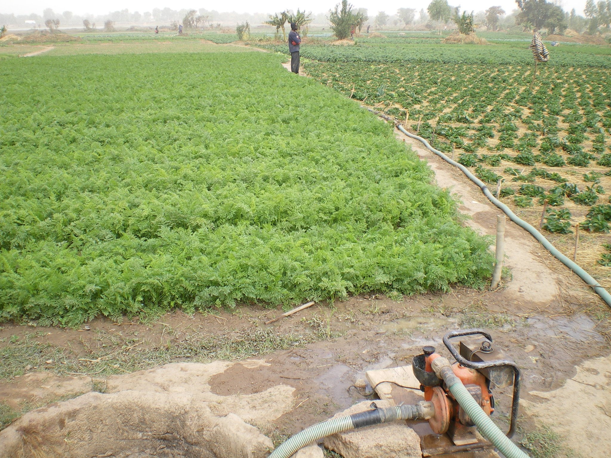 In poorer countries, using raw wastewater to irrigate urban farms could be an underlying cause of antibiotic resistance.