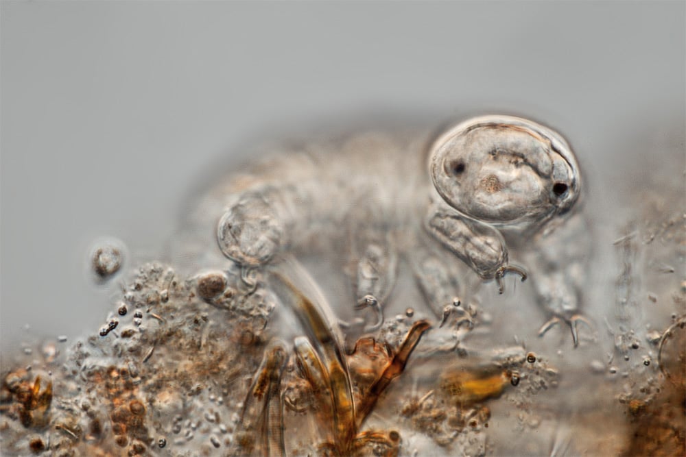 Scientists are trying to work out how tardigrades survive extreme environments such as heat and drought. Image credit - Frank Fox, licensed under CC BY-SA 3.0 DE