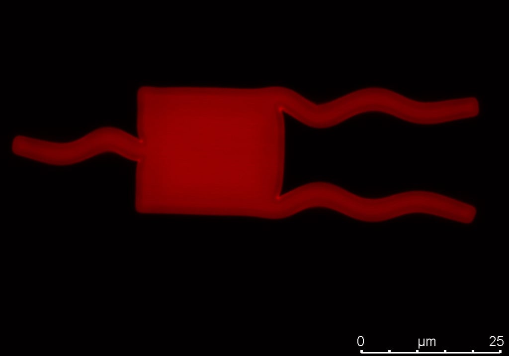 This micro-swimmer encased in a soft hydrogel-like material has fins that are mobile and can expand and contract when stimulated. Such structures could in the future be used to deliver treatments inside the human body. Image credit - Dr Florea (TBC)