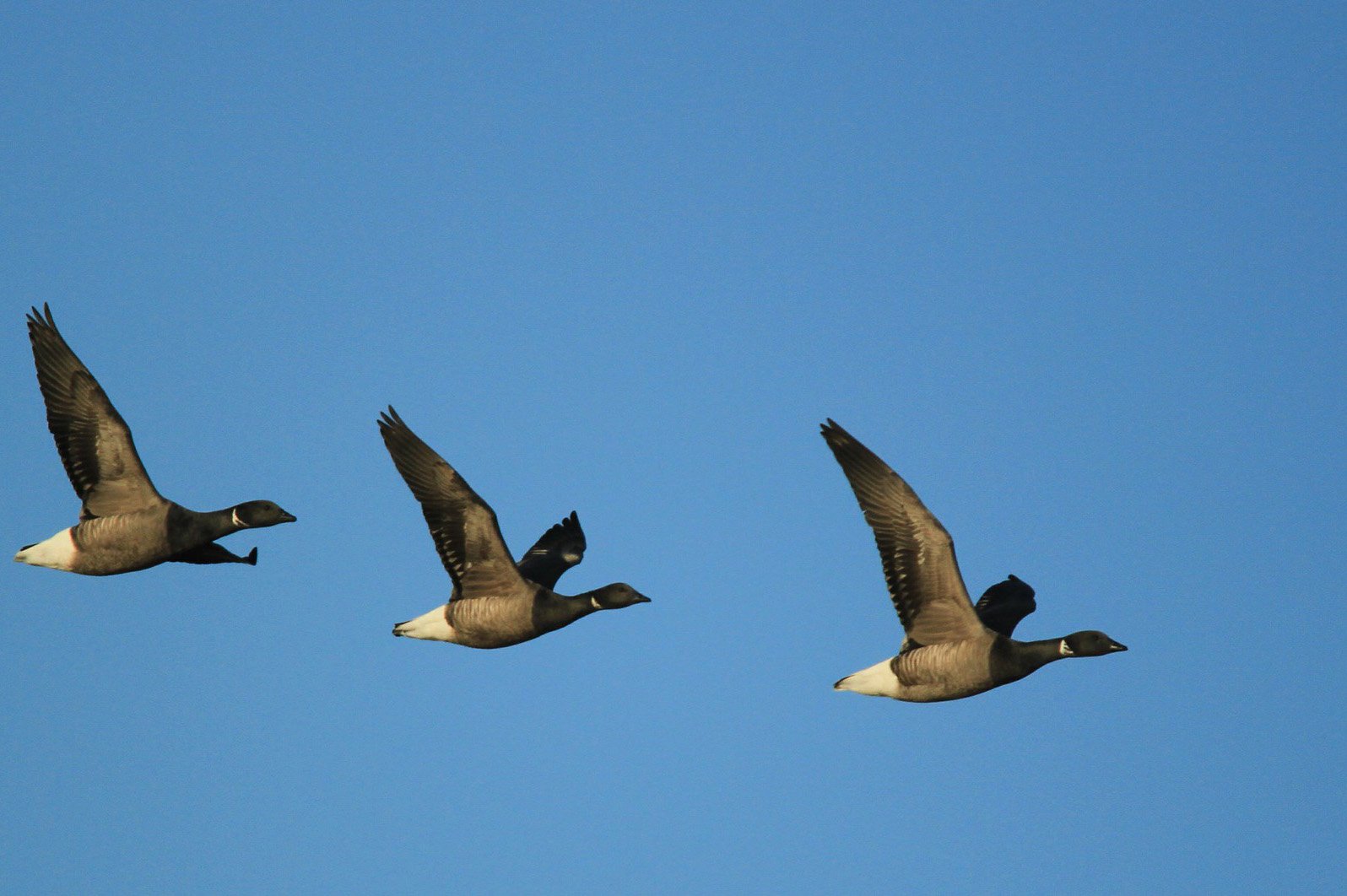 The volatility of seasons is affecting the breeding patterns of Brent geese, a migratory bird species. Image credit - Flickr/milo bostock, licensed under CC BY 2.0