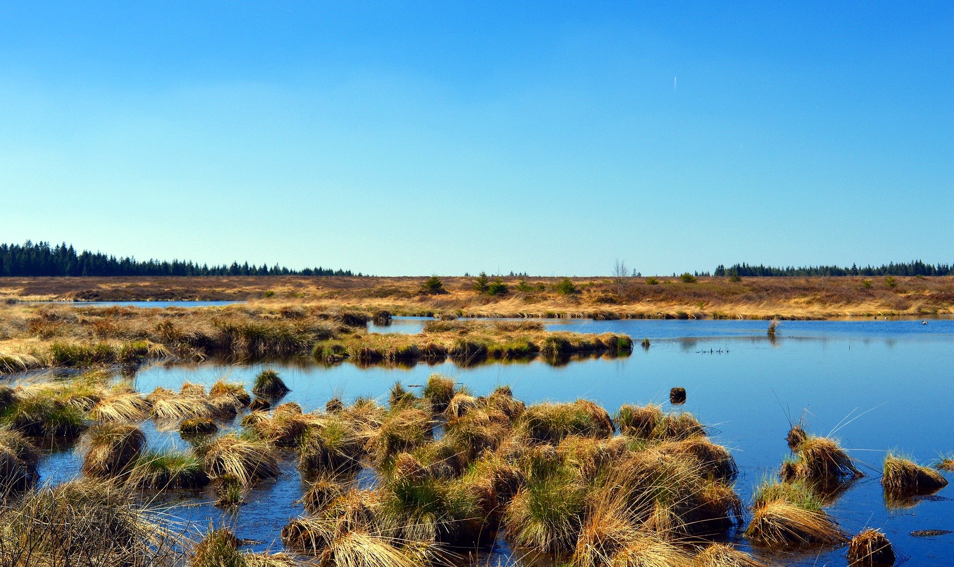 Peatlands occupy roughly 2% or 3% of the land’s surface but we don’t know how deep they go. Image credit - Marisa04/ Pixabay