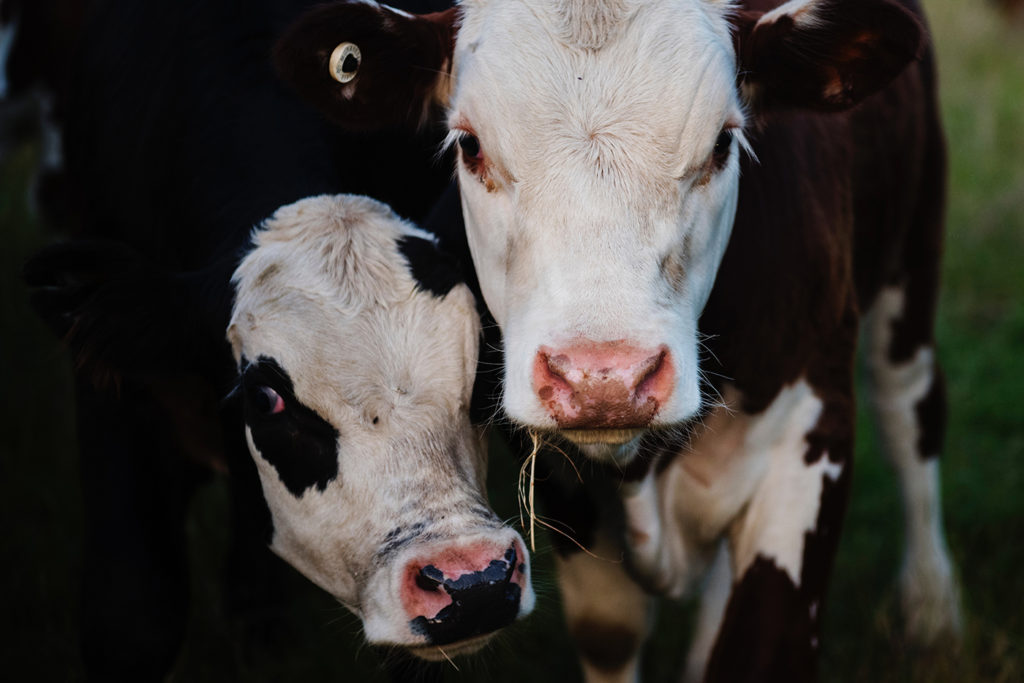 Genetically engineered mutations in cows could pave the way for transplant patients to receive whole animal organs in the future. Image credit - Pexels/Kat Jayne, licensed under Pexels license