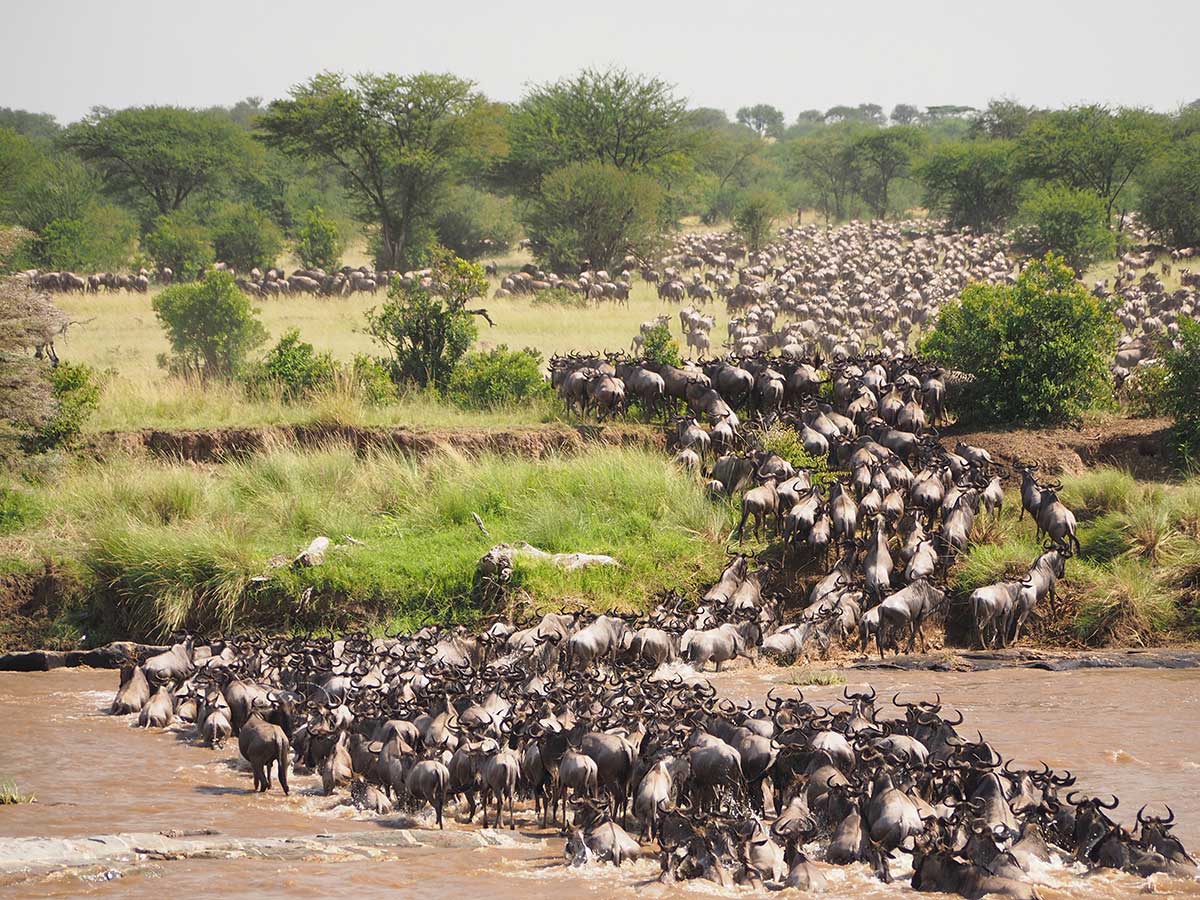 The migration routes of wildebeest are being squeezed by human activity. Image credit - Jorge Tung/Unsplash