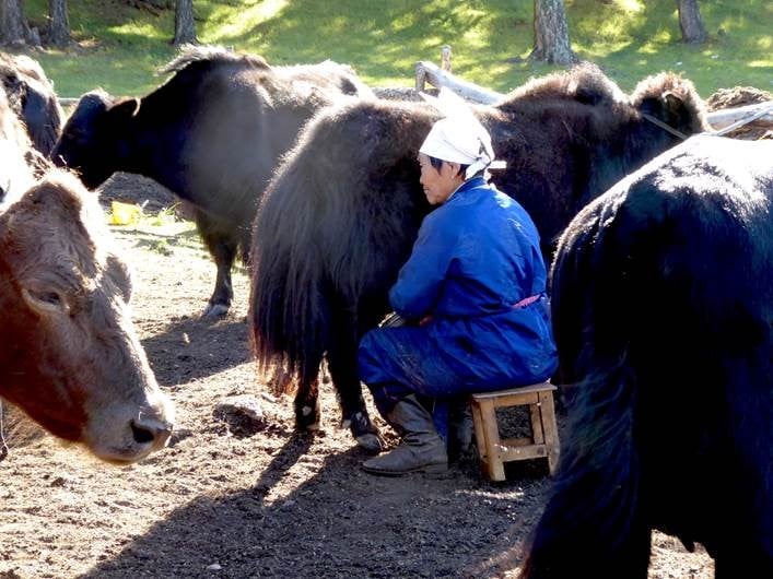 Studying the culture of Mongolian herders may help crack the mystery of why humans started consuming animal milk before populations evolved to be able to digest it. Image credit - Matthäus Rest