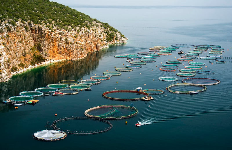 The number of fish parasites is rising with climate change and as fish farming becomes more common, say researchers. Image credit - Flickr/Artur Rydzewski, licensed under CC BY 2.0