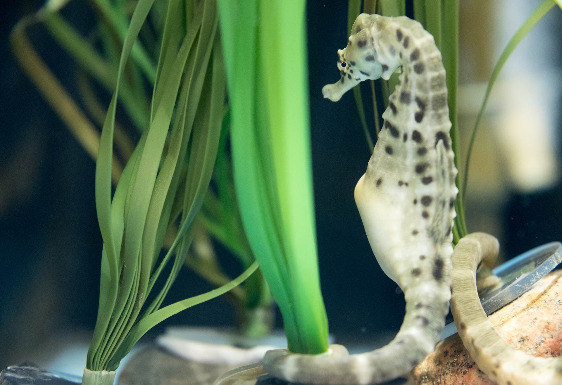 While this male seahorse is not pregnant, when one is, it's hardly noticeable, according to Dr. Roth. Image credit - Sarah Kaehlert