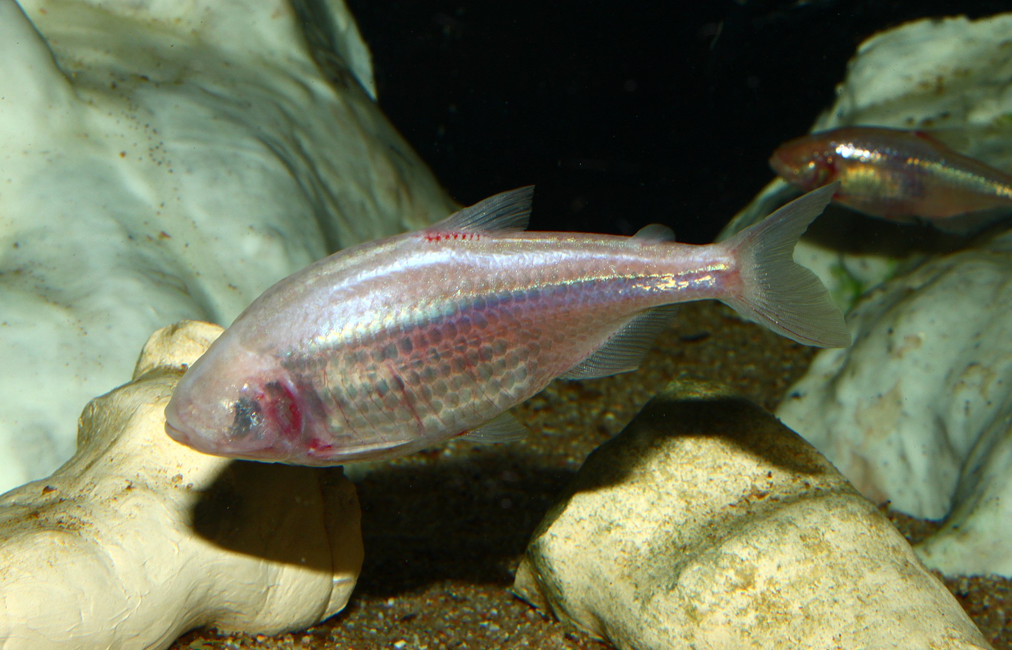 The Mexican Tetra cave fish is brighter and has more sensitive taste buds than fish of the same species that live in rivers, but unlike those, it cannot regenerate heart muscle. Image credit - H.Zell/Wikimedia Commons, licensed under CC BY 3.0