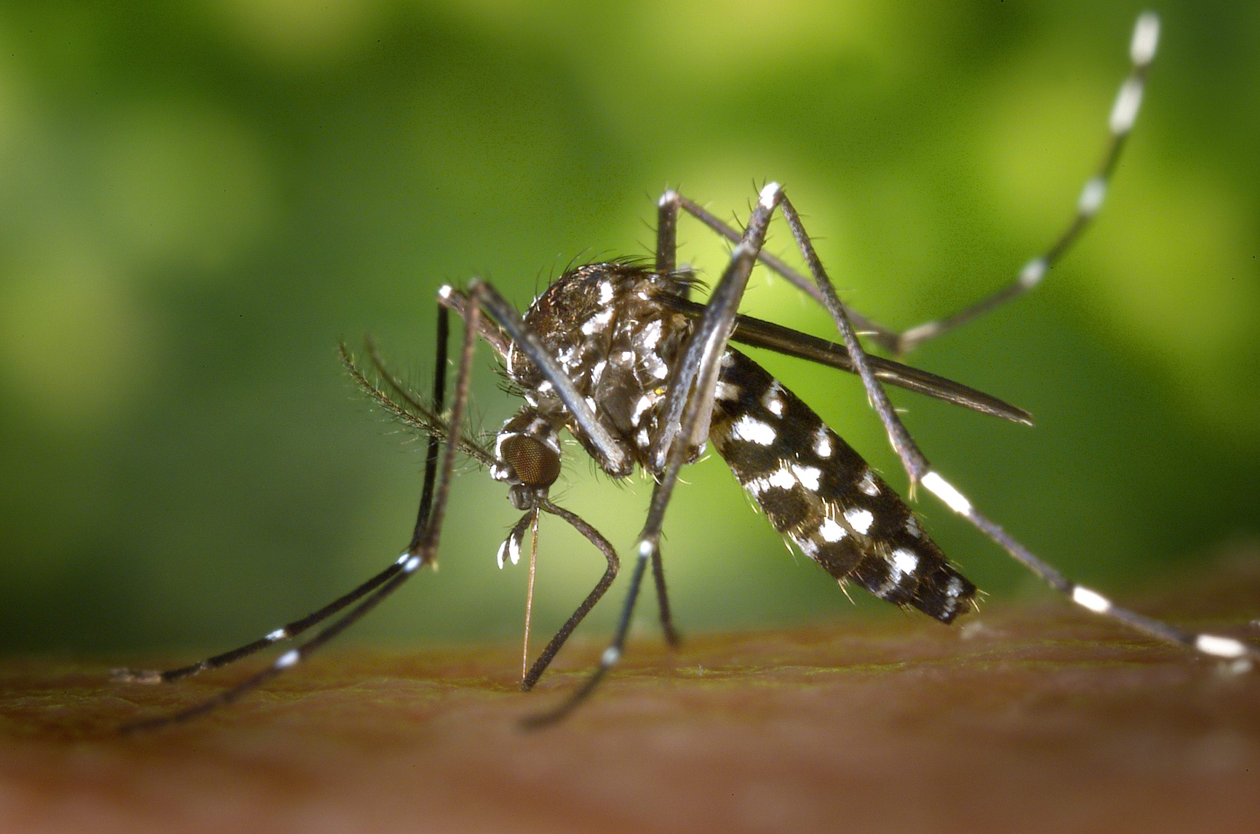 A form of tiger mosquito birth control and drones may help stem the spread of some tropical diseases. Image credit - James Gathany/CDC, public domain