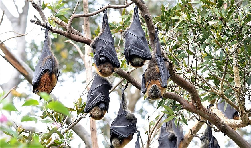 Based on size alone, bats should live around four years but in fact they can reach the age of 40. Image credit - https://www.pikist.com/licenced under CC0