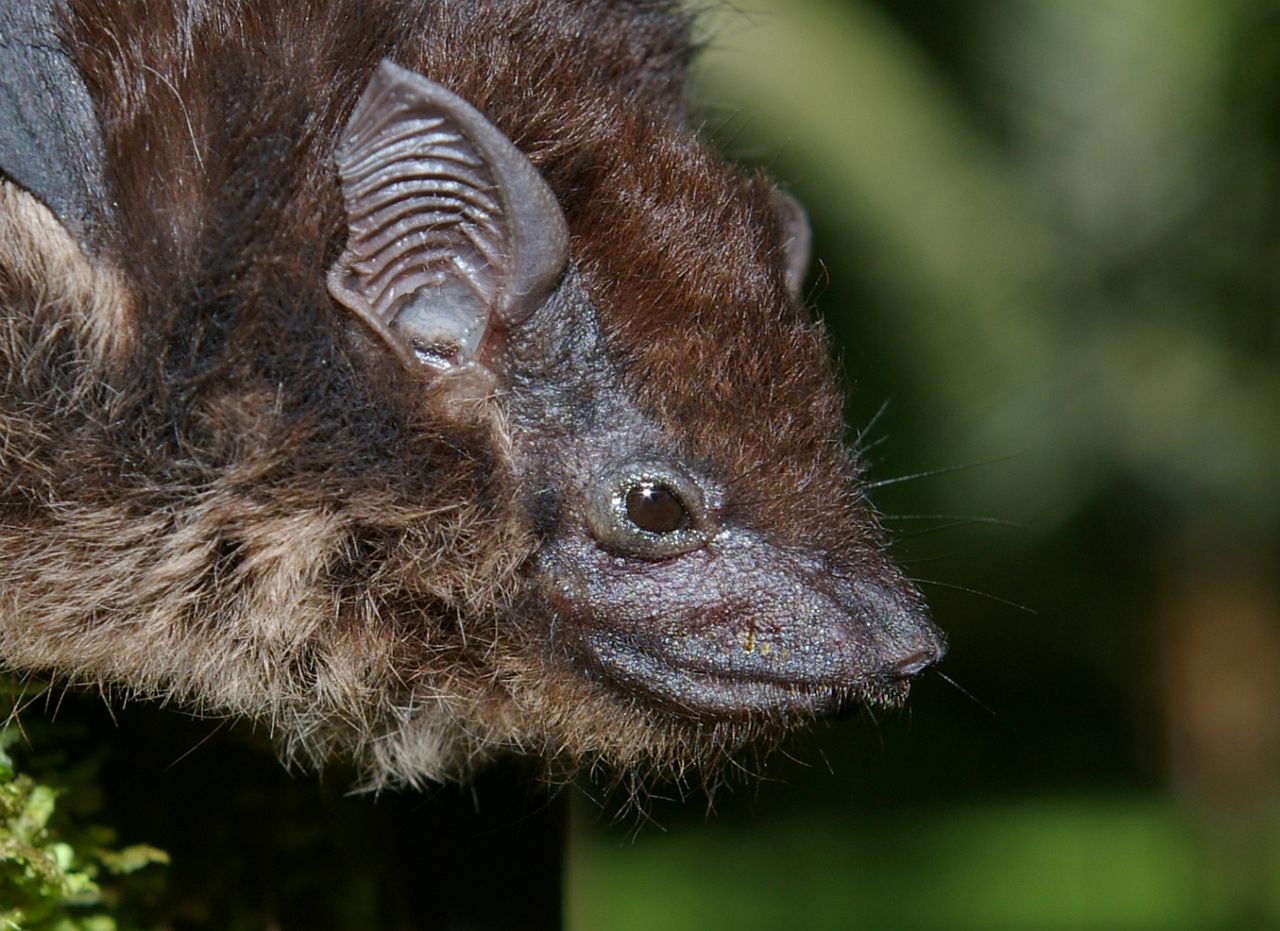 Researchers are trying to determine if different song dialects in groups of S. bilineata bats is driving genetic change and ultimately to them becoming two different species. Image credit - Karin Schneeberger/Wikimedia, licenced under CC BY-SA 3.0