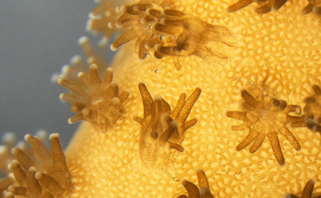 The structure of coral polyps provide an ideal habitat for colonies of Symbiodinium sp. algae to grow. Image credit - Dr Wangpraseurt