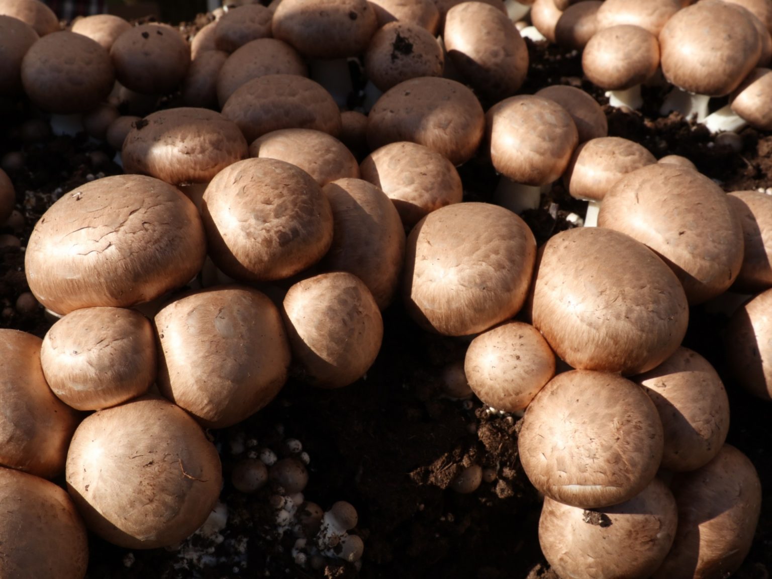 mushroom-cultivation-produces-three-times-its-weight-in-waste-it-s-now