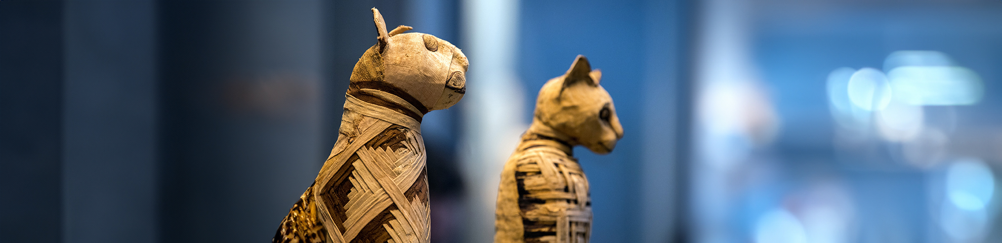 Egyptian cat mummies could reveal new information about the ancestry of our feline companions. ©Andrea Izzotti, Shutterstock.com